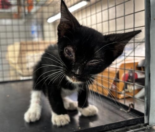 ARCHIBALD - Domestic Short Hair available for adoption