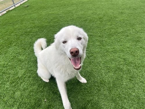 FALCON - Siberian Husky available for adoption