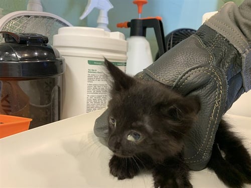 PATELLA - Domestic Short Hair available for adoption