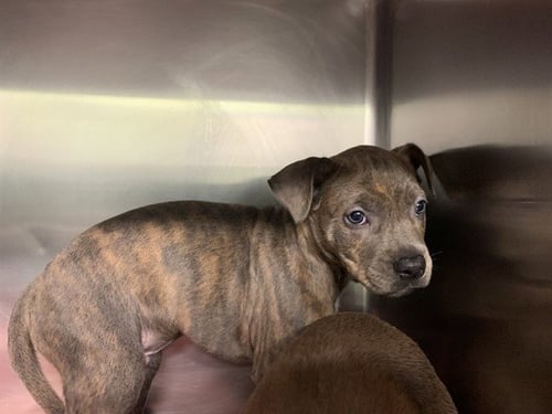 EMERALD - American Staffordshire Terrier available for adoption