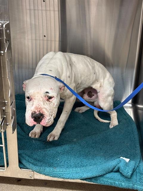 SIDEWALK - American Bulldog available for adoption