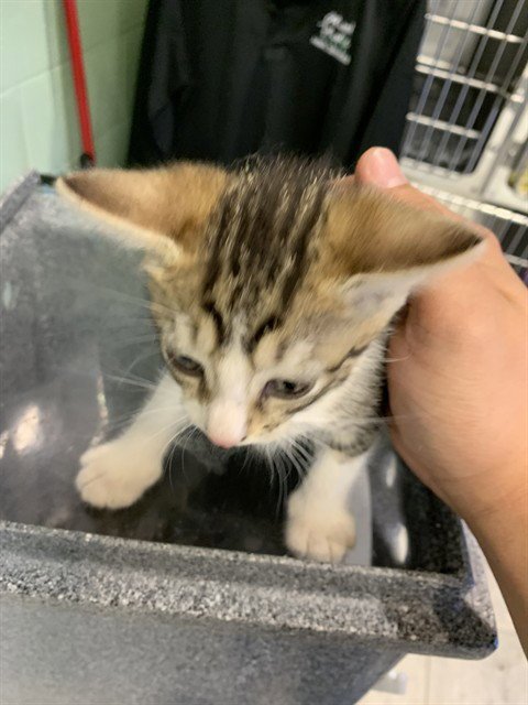 BISCUIT - Domestic Short Hair available for adoption