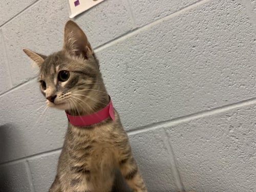 RIVER - Domestic Short Hair for adoption in Arlington
