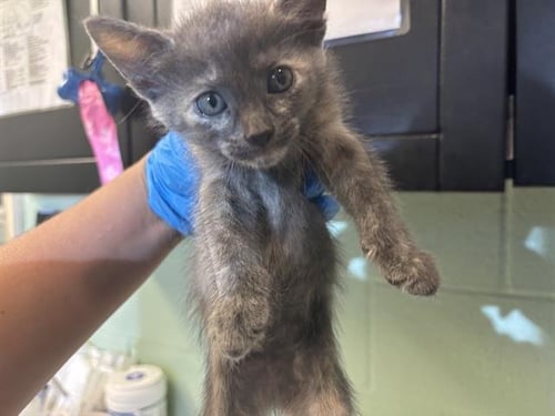 BELLATRIX - Domestic Short Hair available for adoption