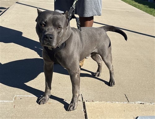 BO - American Staffordshire Terrier available for adoption