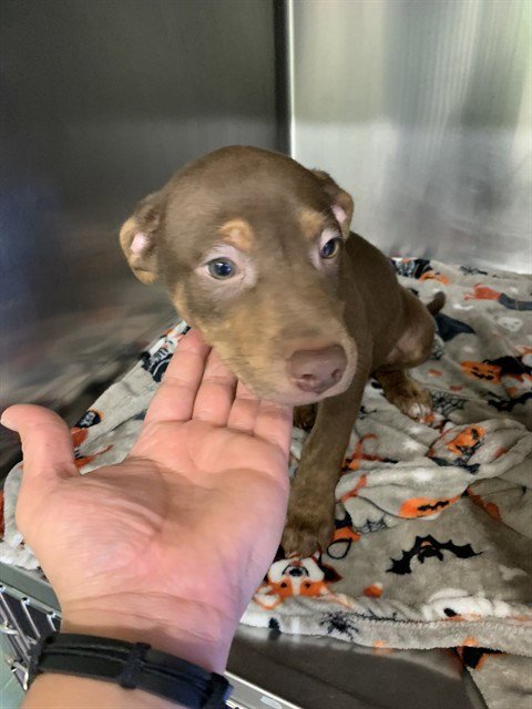 MIKE D - American Staffordshire Terrier available for adoption