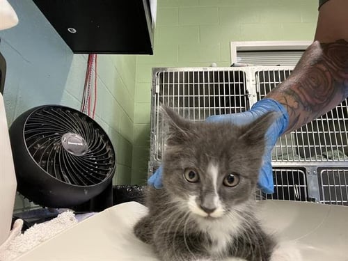 ORION - Domestic Medium Hair available for adoption