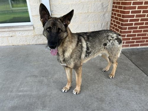 MOSS - German Shepherd Dog available for adoption