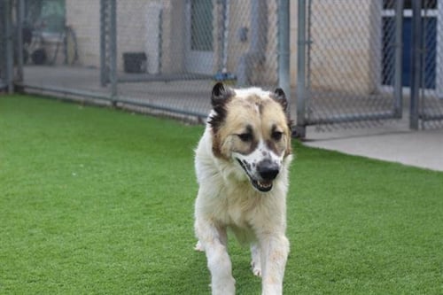 BEATRIZ - Great Pyrenees available for adoption
