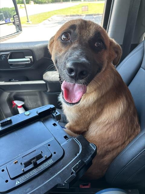 BUSTER - German Shepherd Dog available for adoption