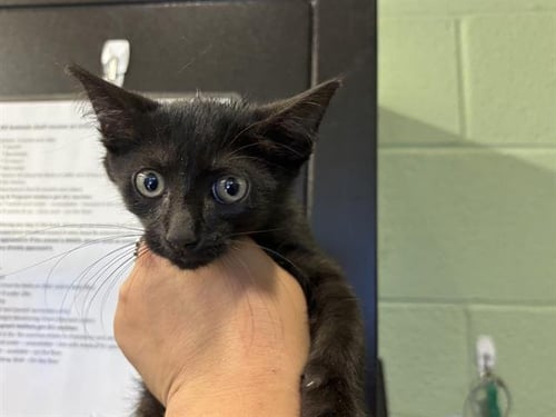 A235077 - Domestic Short Hair available for adoption