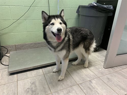 SKY - Siberian Husky available for adoption