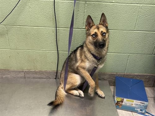 ITTY BITTY - German Shepherd Dog available for adoption