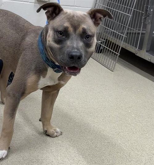 JOHNNY - American Staffordshire Terrier available for adoption