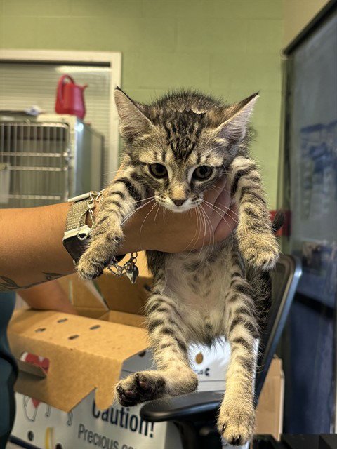 ARNOLD - Domestic Short Hair available for adoption