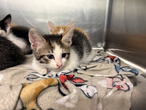 A233917 - Domestic Short Hair available for adoption