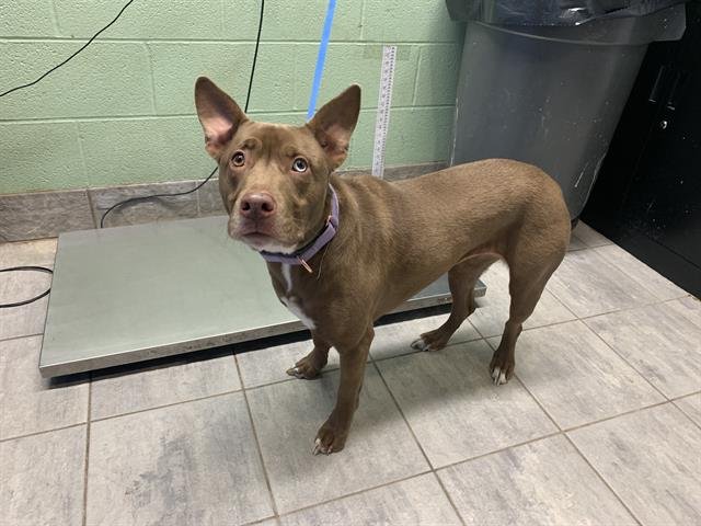 STELLA - American Staffordshire Terrier / Siberian Husky available for adoption