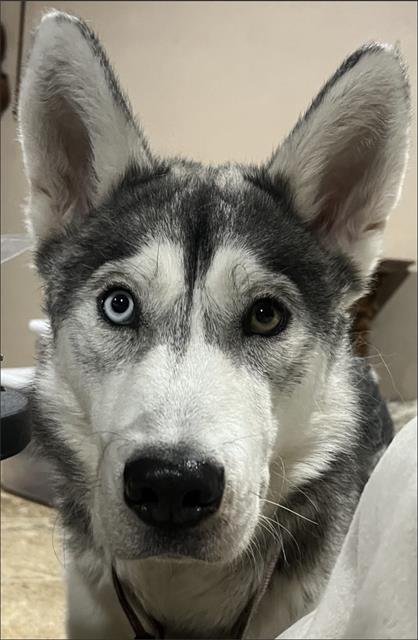 BRIOCHE - Siberian Husky available for adoption