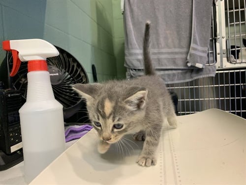 LIBBY - Domestic Short Hair available for adoption
