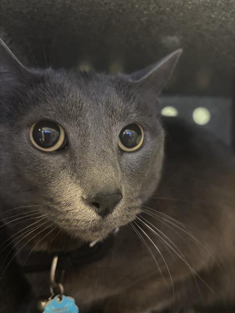 SMOKEY - Domestic Short Hair available for adoption