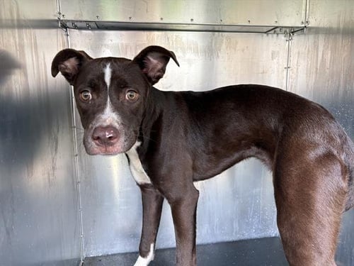 THIN MINT - Patterdale Terrier (Fell Terrier) available for adoption