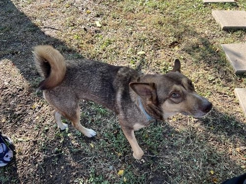 PERCY - Husky available for adoption