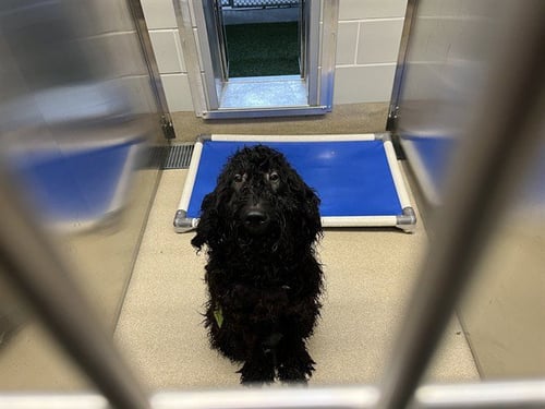 DOODLE BOB - Poodle (Standard) available for adoption