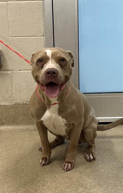 A233835 - American Staffordshire Terrier available for adoption