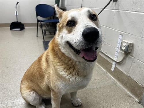 KENAI - German Shepherd Dog available for adoption