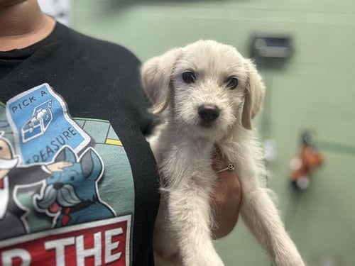 JANINE - Terrier available for adoption
