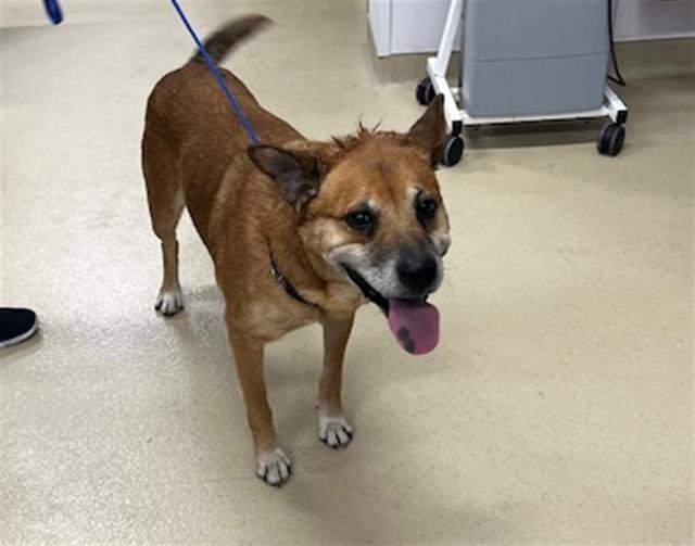 BOUDREAU - Carolina Dog available for adoption