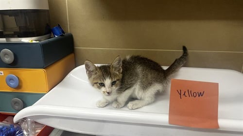 MUNSTER CHEESER - Domestic Short Hair available for adoption
