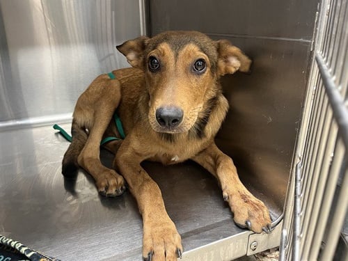 WAFFLES - German Shepherd Dog for adoption in Arlington