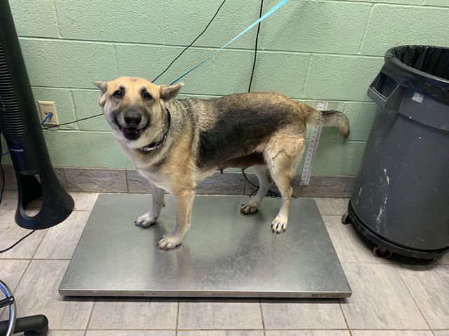 PAWTATO - German Shepherd Dog available for adoption