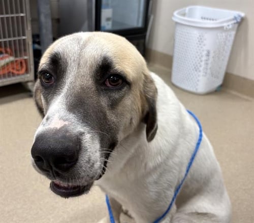 SASQUATCH - Anatolian Shepherd available for adoption