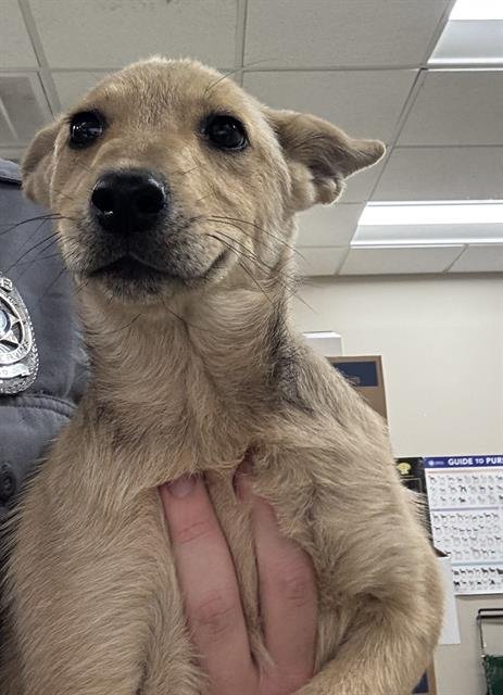 MAGGIE - German Shepherd Dog available for adoption