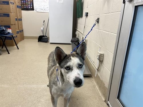 TWILA - Siberian Husky available for adoption