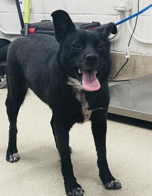 AMERICA - Australian Cattle Dog/Blue Heeler available for adoption