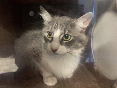 QUINOA - Domestic Medium Hair for adoption in Arlington
