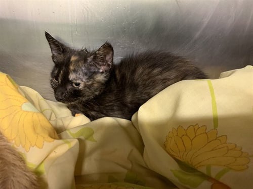 ALE - Domestic Short Hair available for adoption