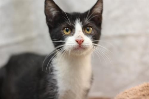 ESHER - Domestic Short Hair available for adoption