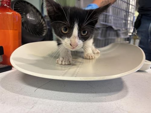 ESHER - Domestic Short Hair available for adoption