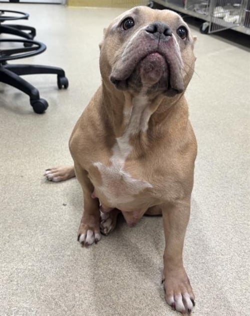 LADY DEW DROP - American Staffordshire Terrier available for adoption