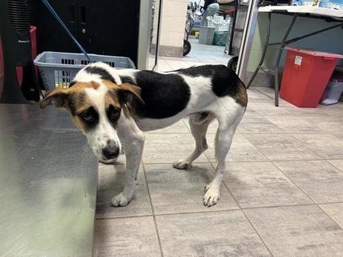 COPPER - American Foxhound available for adoption