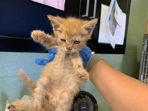 GEORGIE - Domestic Short Hair available for adoption