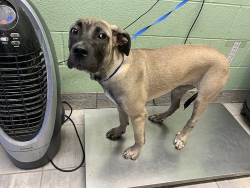 AUGUST - Mastiff available for adoption