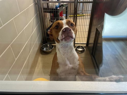 REBA - American Staffordshire Terrier available for adoption