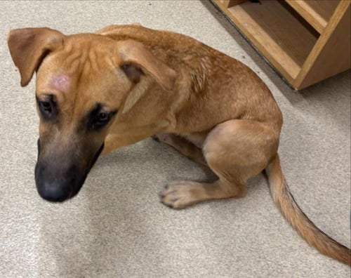 CHEETO - Black Mouth Cur available for adoption