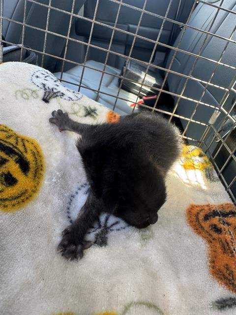 SPICY PUMPKIN - Domestic Short Hair available for adoption