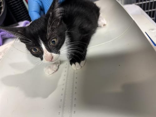 ESPRESSO - Domestic Short Hair available for adoption